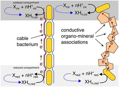 Electromicrobiological concentration cells are an overlooked potential energy conservation mechanism for subsurface microorganisms